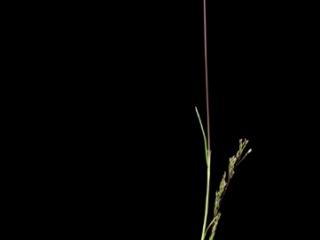 Img.VTax3893.ExN.Img7