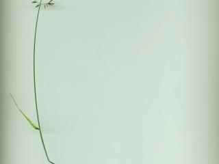 Img.VTax3895.ExN.Img1