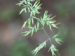 Img.VTax3896.ExN.Img7