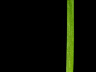 Img.VTax3908.ExN.Img9