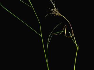 Img.VTax3909.ExN.Img1