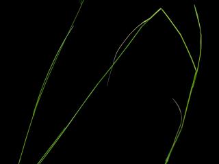 Img.VTax3910.ExN.Img6