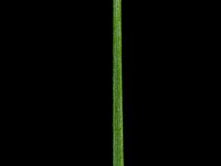Img.VTax3911.ExN.Img1