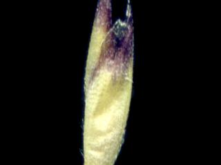 Img.VTax3916.ExN.Img1