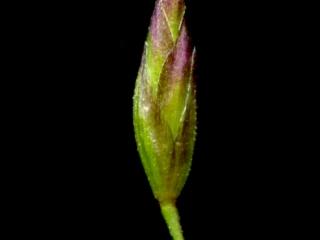 Img.VTax3916.ExN.Img3