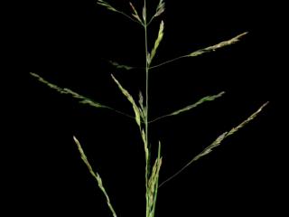 Img.VTax3917.ExN.Img1