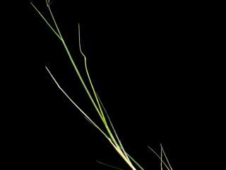 Img.VTax3917.ExN.Img7