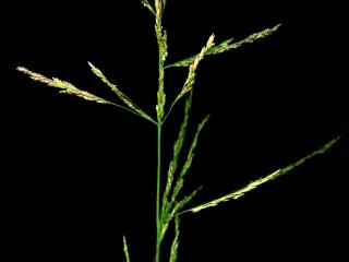 Img.VTax3920.ExN.Img1