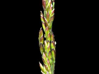 Img.VTax3920.ExN.Img3