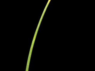 Img.VTax3920.ExN.Img4