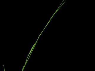 Img.VTax3927.ExN.Img1