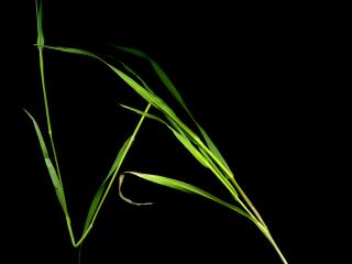Img.VTax3927.ExN.Img5
