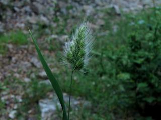 Img.VTax3927.ExN.Img7