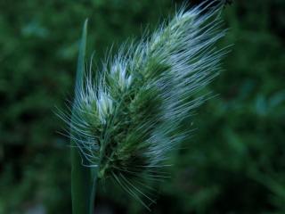 Img.VTax3927.ExN.Img8