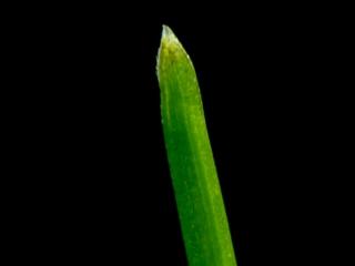 Img.VTax3937.ExN.Img1