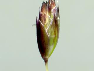 Img.VTax3937.ExN.Img3