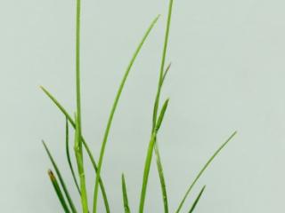 Img.VTax3938.ExN.Img8
