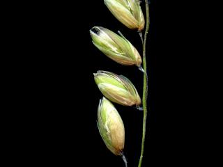 Img.VTax3948.ExN.Img1