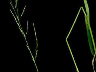 Img.VTax3952.ExN.Img10