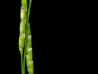 Img.VTax3952.ExN.Img4