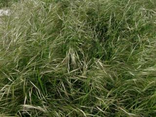 Img.VTax3953.ExN.Img2
