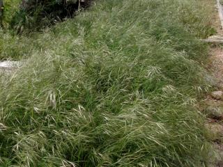 Img.VTax3953.ExN.Img3