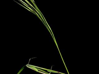 Img.VTax3957.ExN.Img3