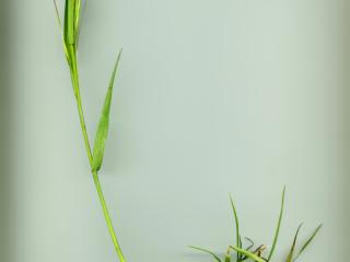 Img.VTax3957.ExN.Img4