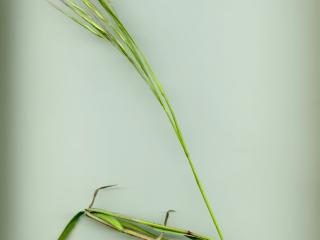 Img.VTax3957.ExN.Img5