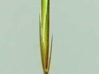 Img.VTax3957.ExN.Img7