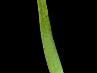 Img.VTax3957.ExN.Img8