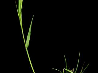 Img.VTax3957.ExN.Img9