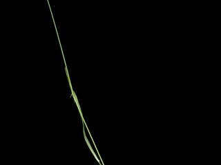 Img.VTax3965.ExN.Img12
