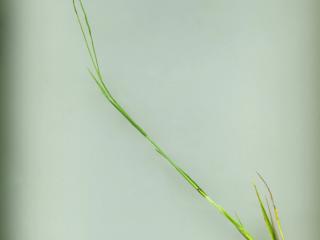 Img.VTax3965.ExN.Img2
