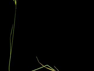 Img.VTax3965.ExN.Img7