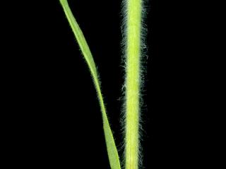Img.VTax3965.ExN.Img8