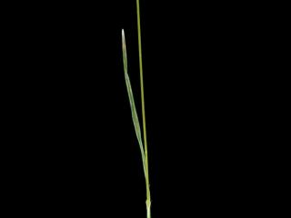 Img.VTax3971.ExN.Img6