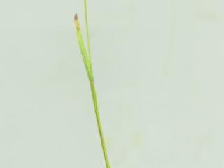 Img.VTax4014.ExN.Img1