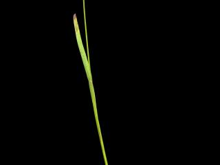 Img.VTax4014.ExN.Img11