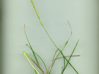 Img.VTax4020.ExN.Img4