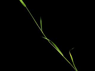 Img.VTax4037.ExN.Img6