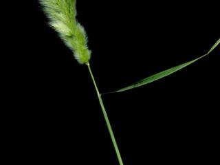 Img.VTax4078.ExN.Img6
