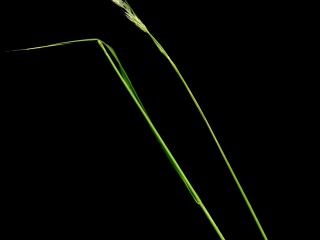 Img.VTax4084.ExN.Img6