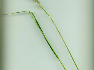 Img.VTax4084.ExN.Img7