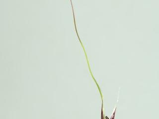 Img.VTax4121.ExN.Img1