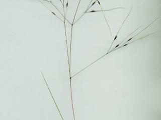 Img.VTax4121.ExN.Img10