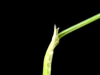 Img.VTax4121.ExN.Img11