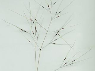 Img.VTax4121.ExN.Img3