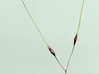 Img.VTax4121.ExN.Img5
