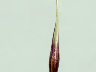 Img.VTax4121.ExN.Img6